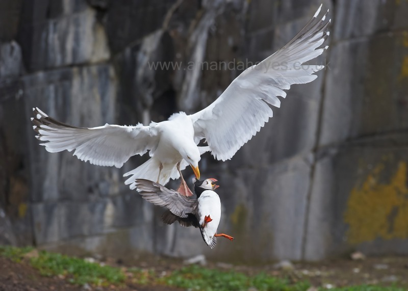 1 - Puffin
