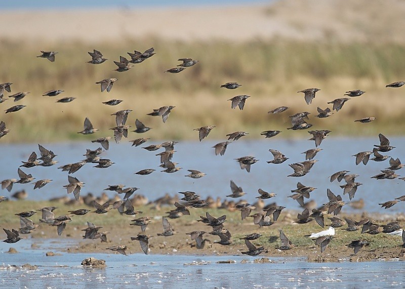 6 - Starling