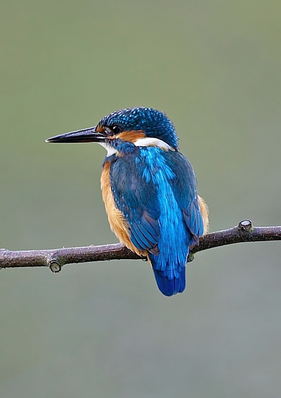 18 - Kingfisher