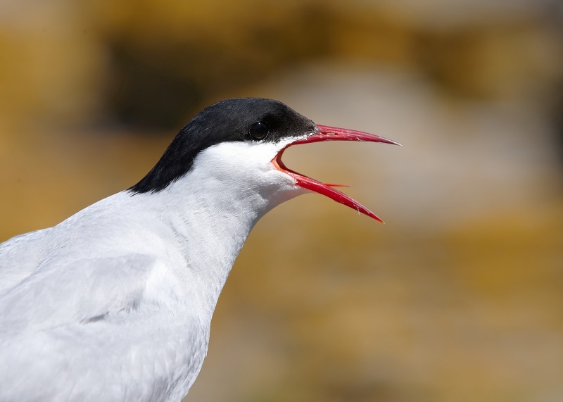 6 - Arctic Tern