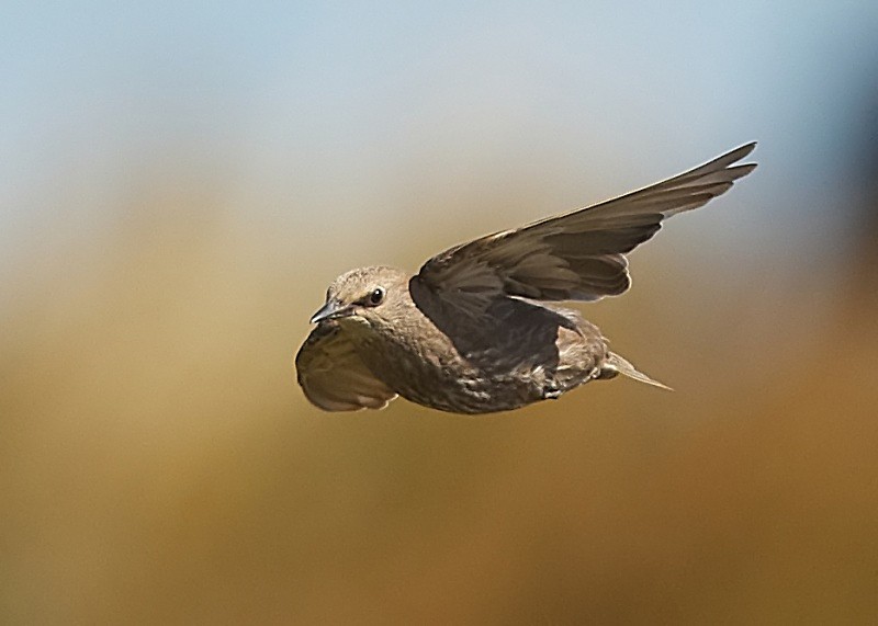 3 - Starling