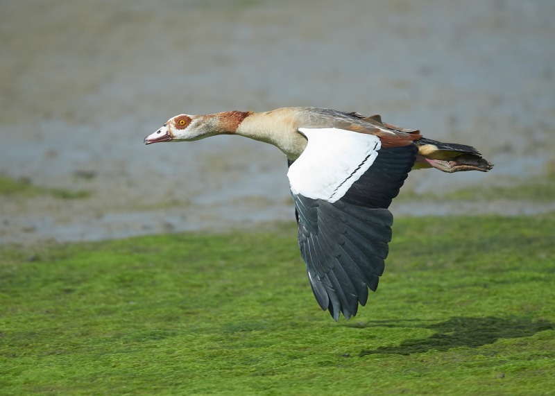 6 - Egyptian Goose
