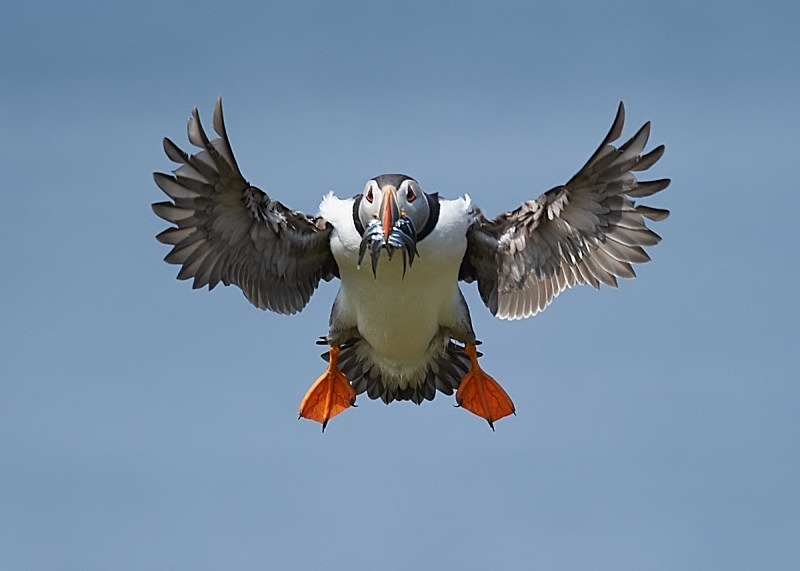17 - Puffin