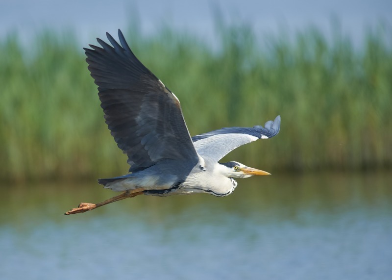 1 - Grey Heron