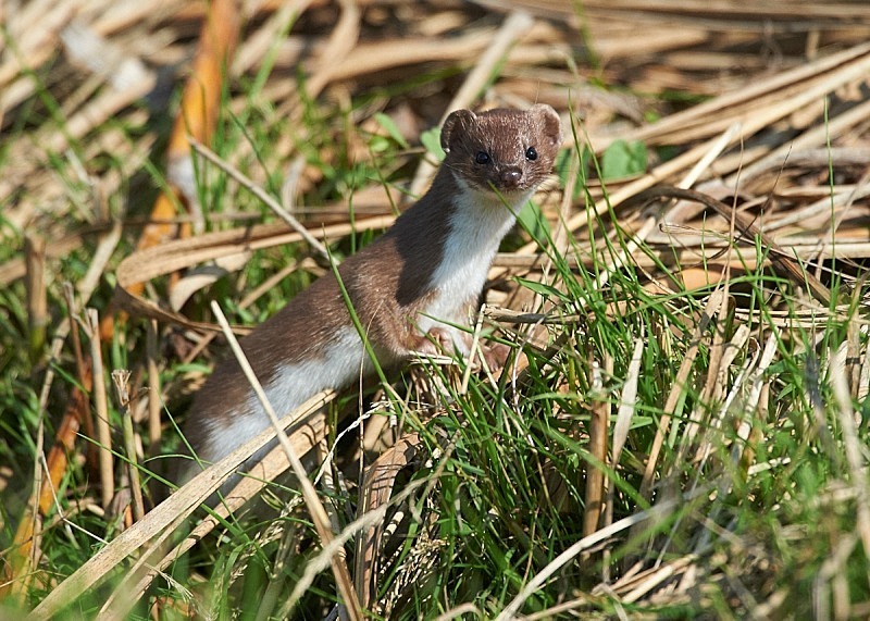 2 - Weasel