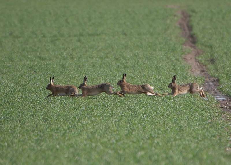 9 - Brown Hare