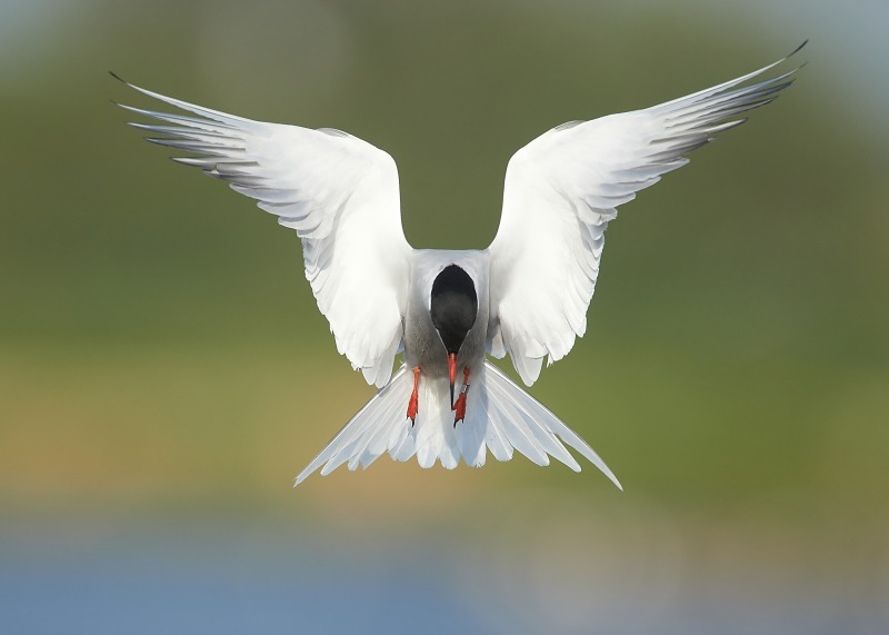 4 - Common Tern