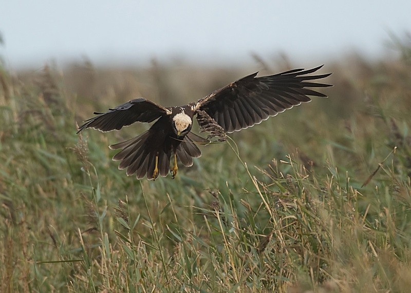 13 - Marsh Harrier