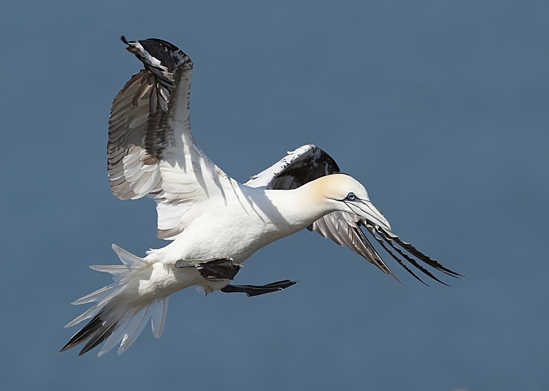 11 - Gannet