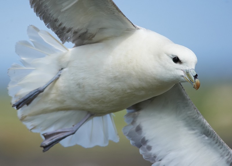 1 - Fulmar