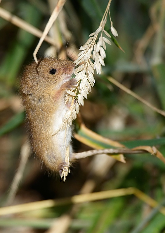 3 - Harvest Mouse