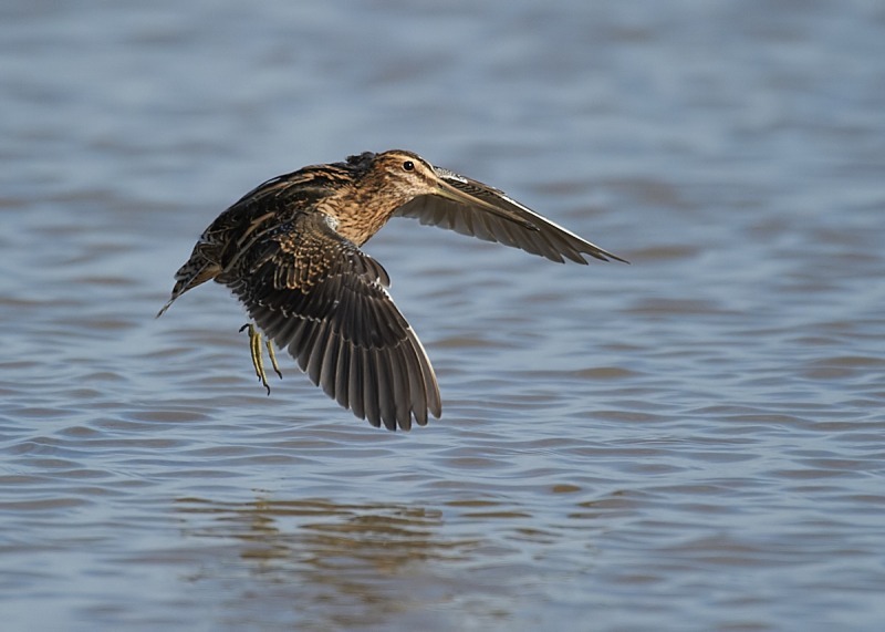 3 - Snipe