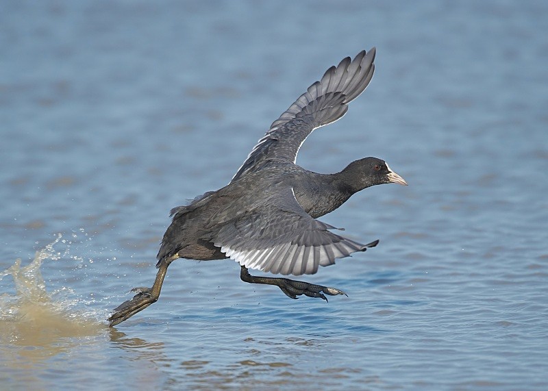 1 - Coot