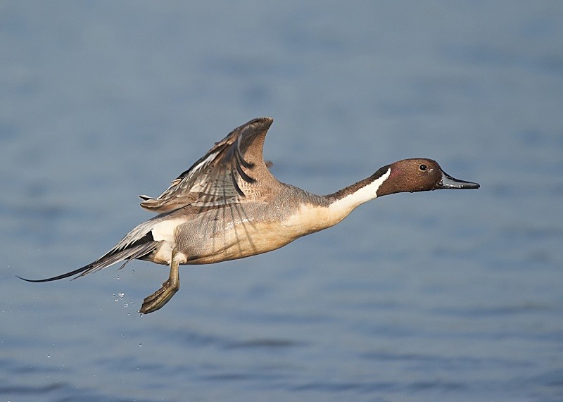 5 - Pintail