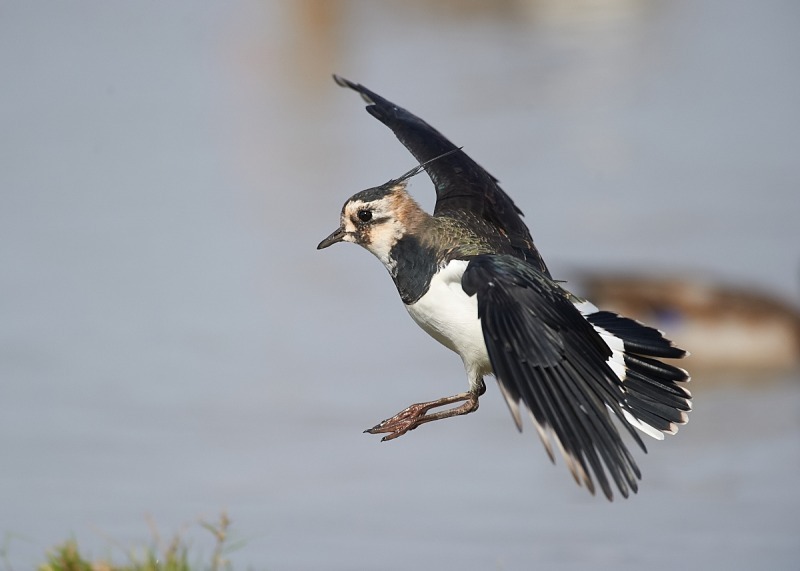 5 - Lapwing