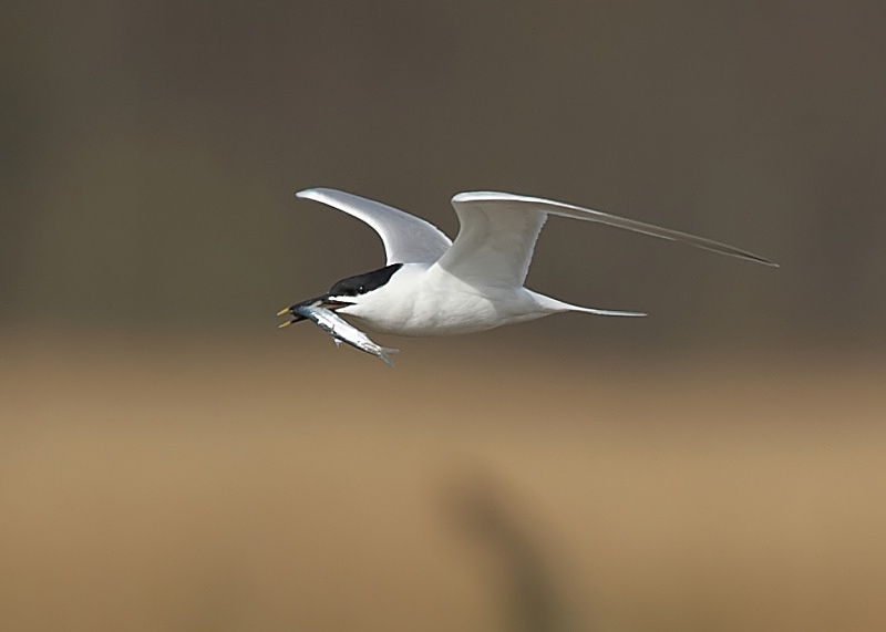 4 - Sandwich Tern
