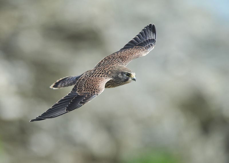 1 - Kestrel