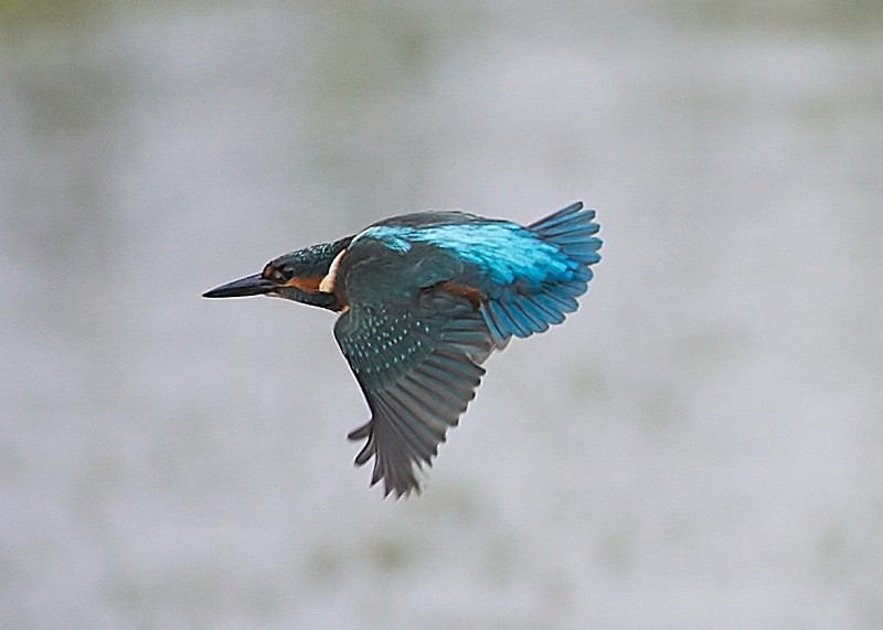 11 - Kingfisher