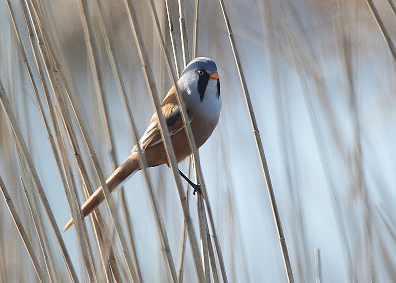3 - Bearded Tit