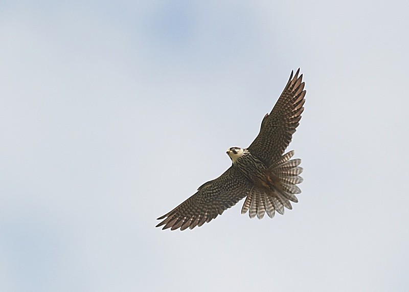 6 - Hobby