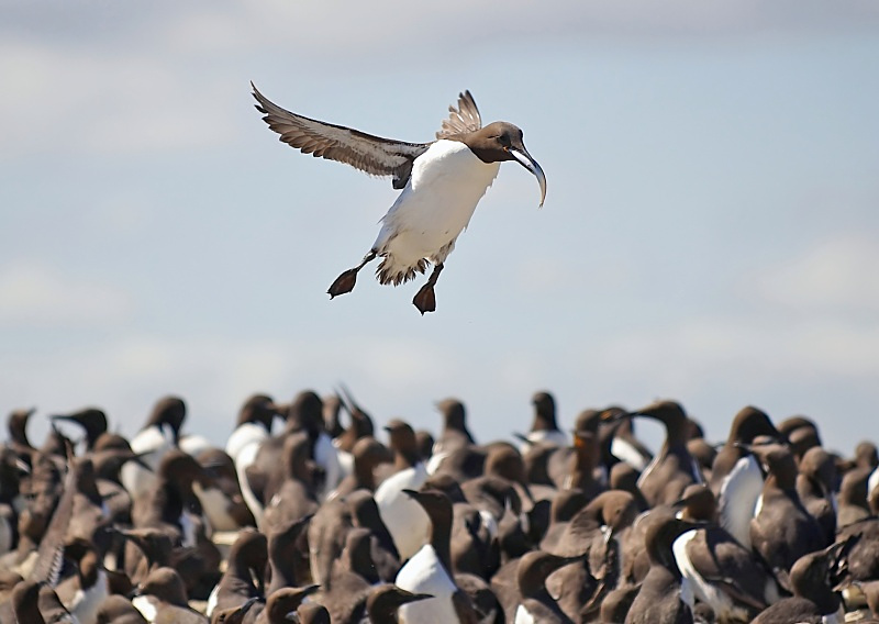 21 - Guillemot