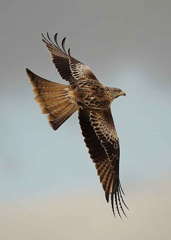 16 - Red Kite