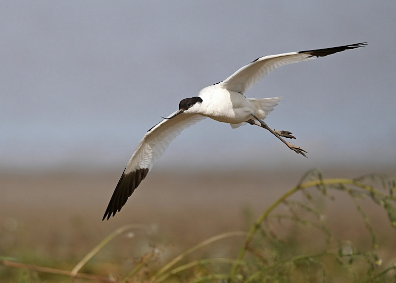 16 - Avocet