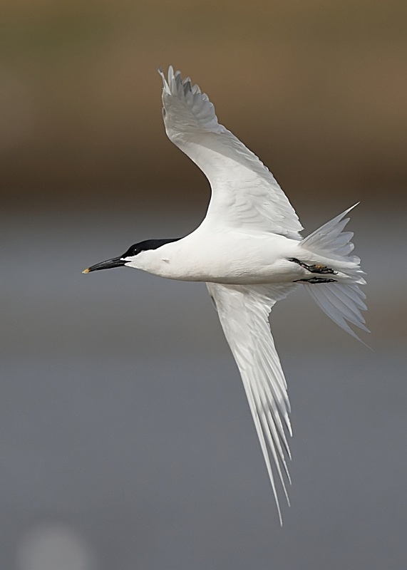 1 - Sandwich Tern