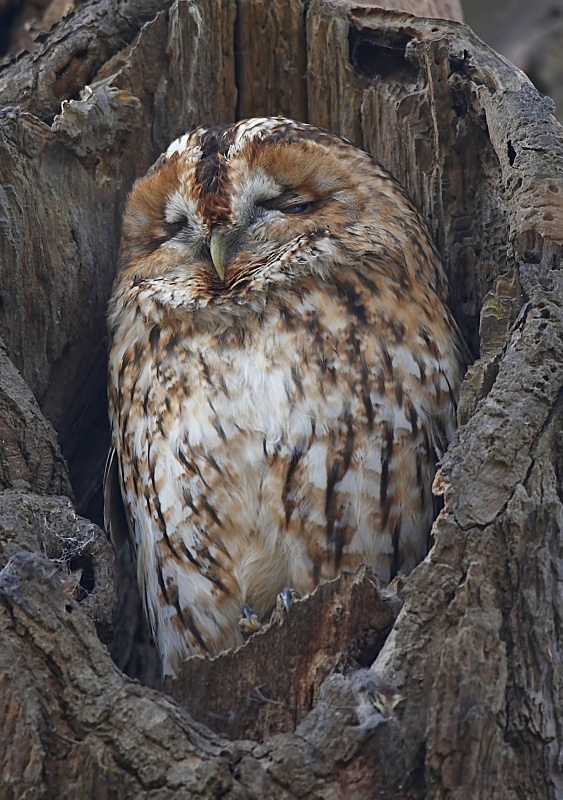 7 - Tawny Owl