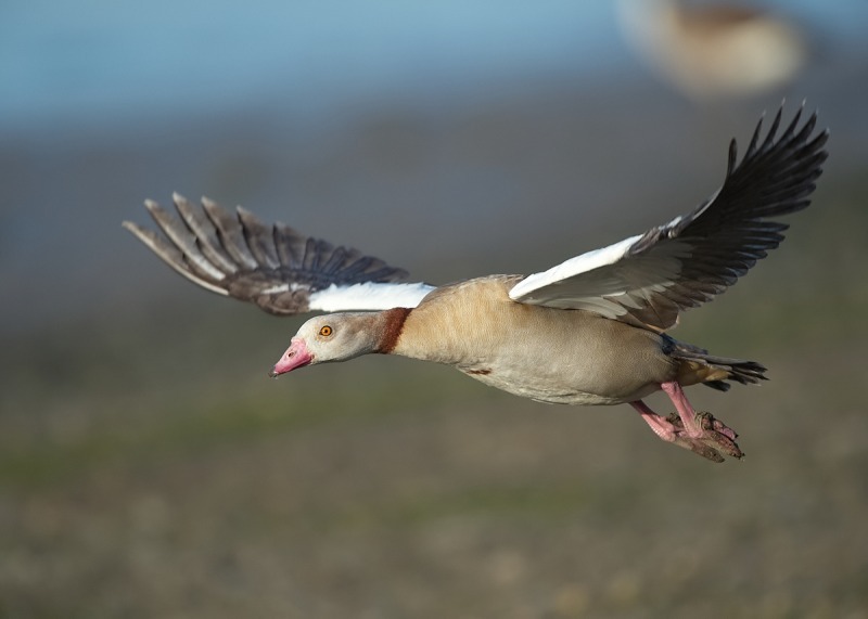 2 - Egyptian Goose