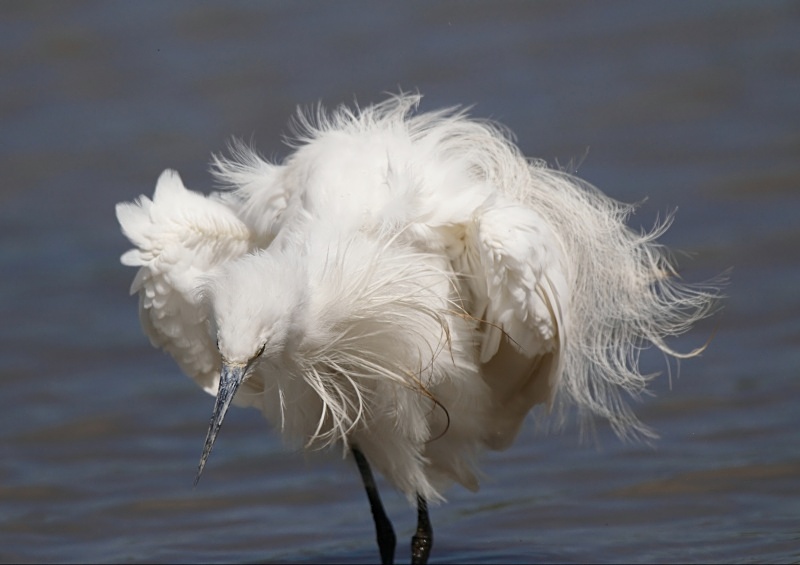 12 - Little Egret