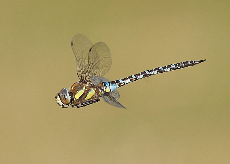 11 - Migrant Hawker Dragonfly