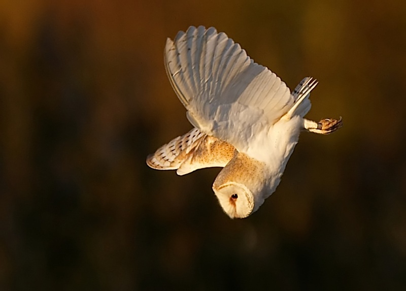 44 - Barn Owl