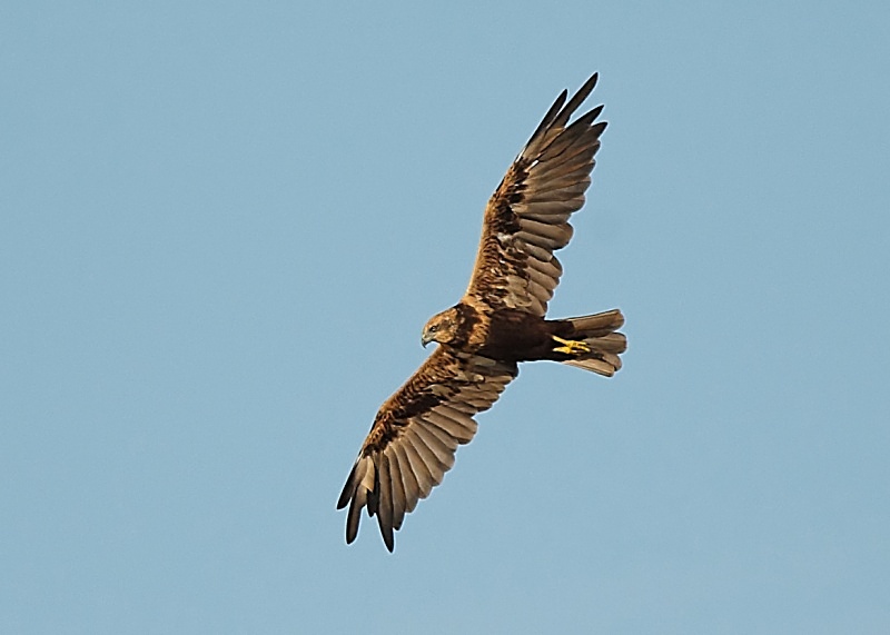 20 - Marsh Harrier