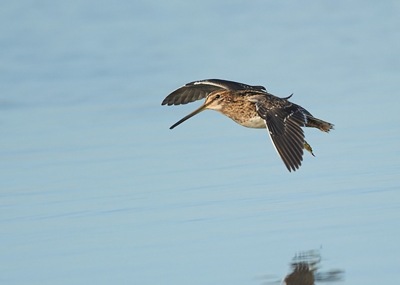 8 - Snipe