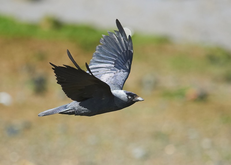 6 - Jackdaw