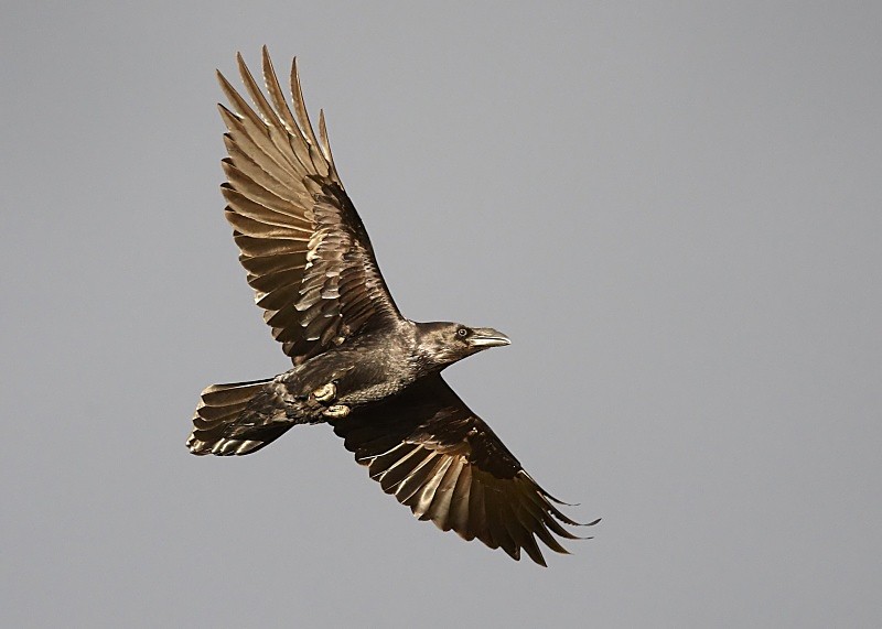 1 - Raven