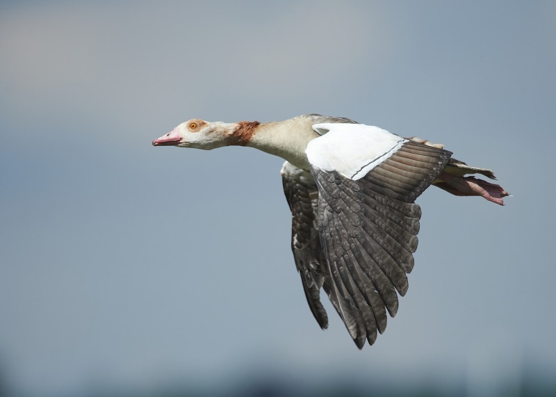 8 - Egyptian Goose