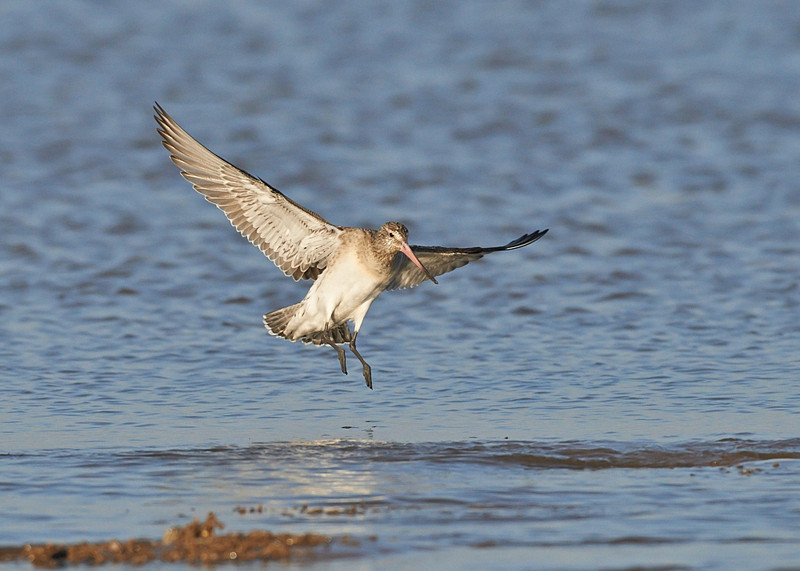 5 - Bar-tailed Godwit