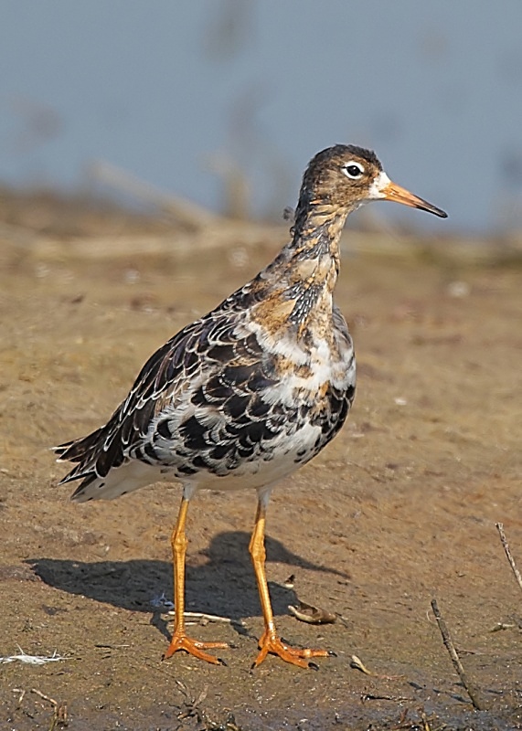 5 - Ruff