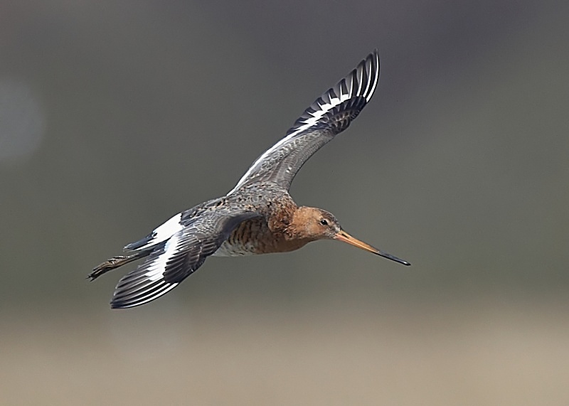 16 - Black-tailed Godwit