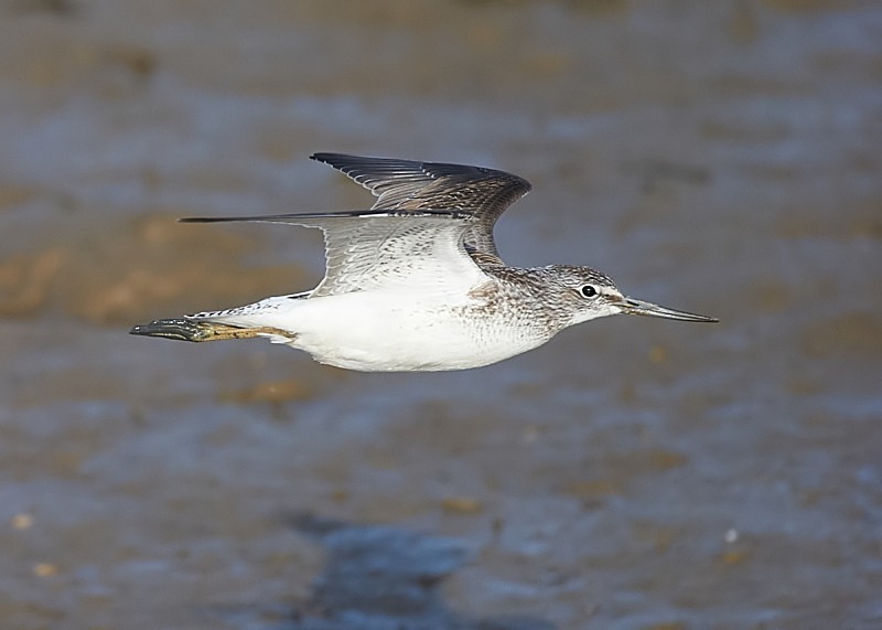 1 - Greenshank