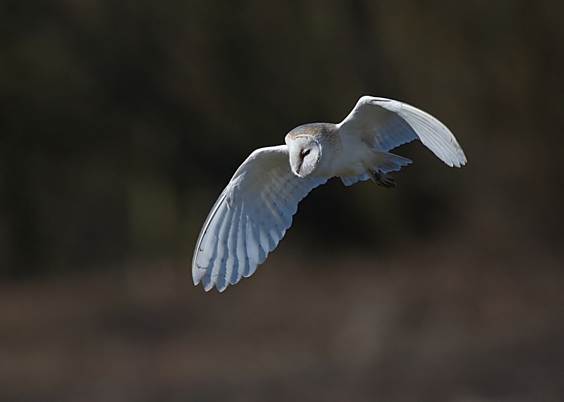 22 - Barn Owl