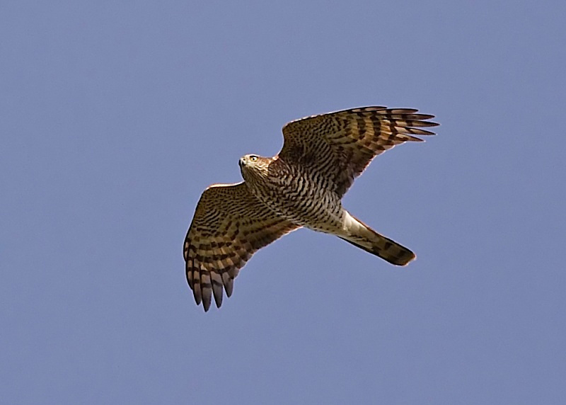 11 - Sparrowhawk