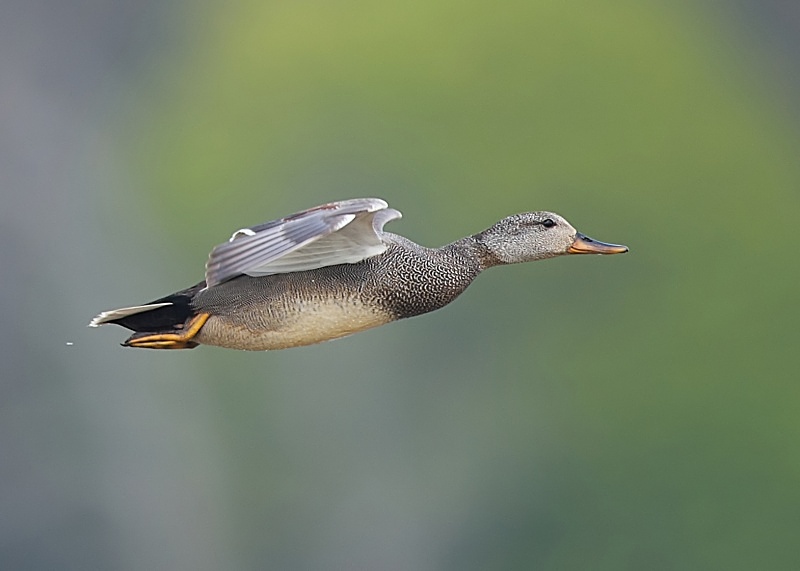 17 - Gadwall