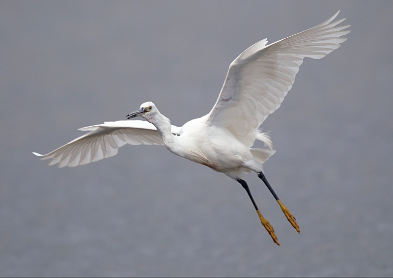 9 - Little Egret
