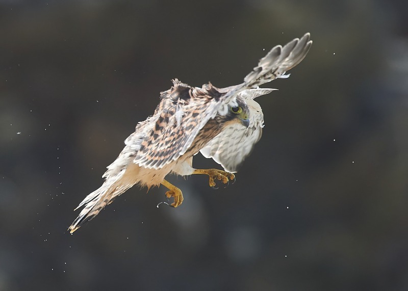 5 - Kestrel