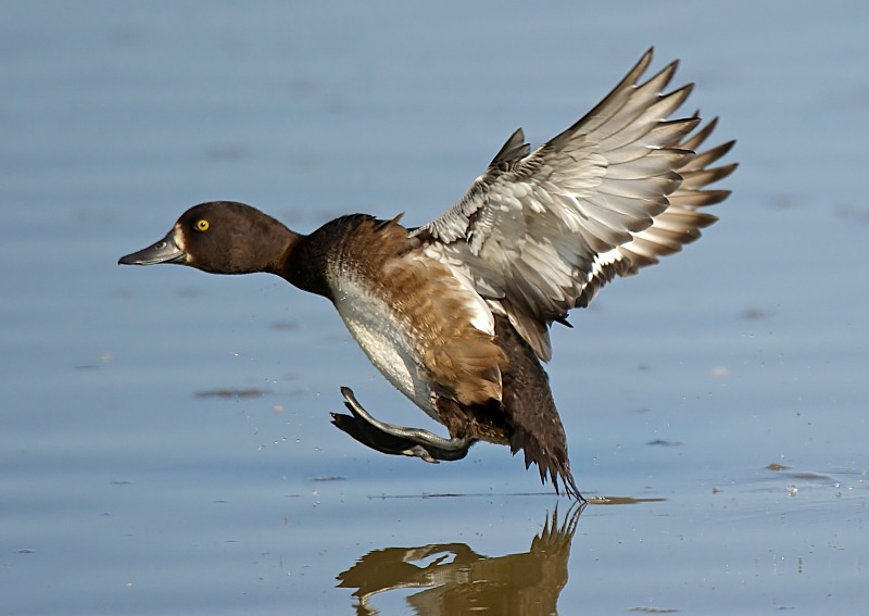 12 - Tufted Duck