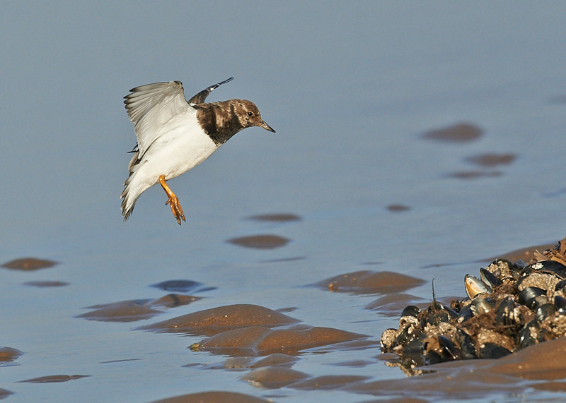 4 - Turnstone
