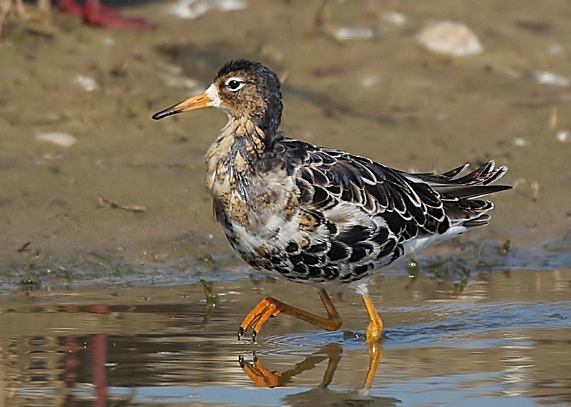 8 - Ruff